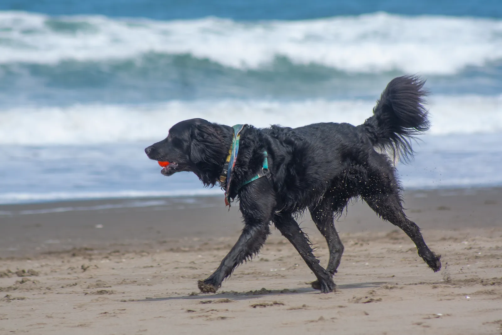 Fort Funston — IMG 0024