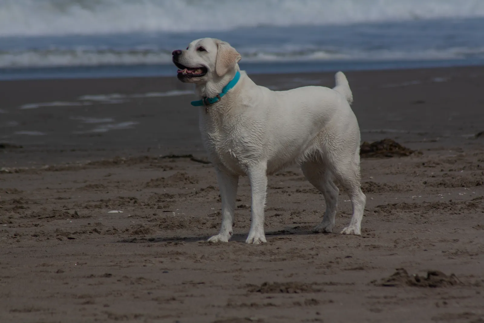 Fort Funston — IMG 0041