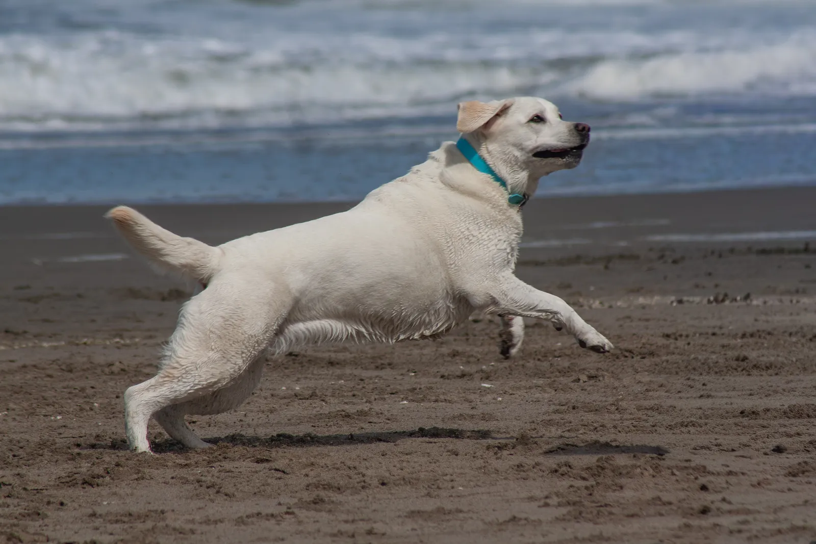 Fort Funston — IMG 0042