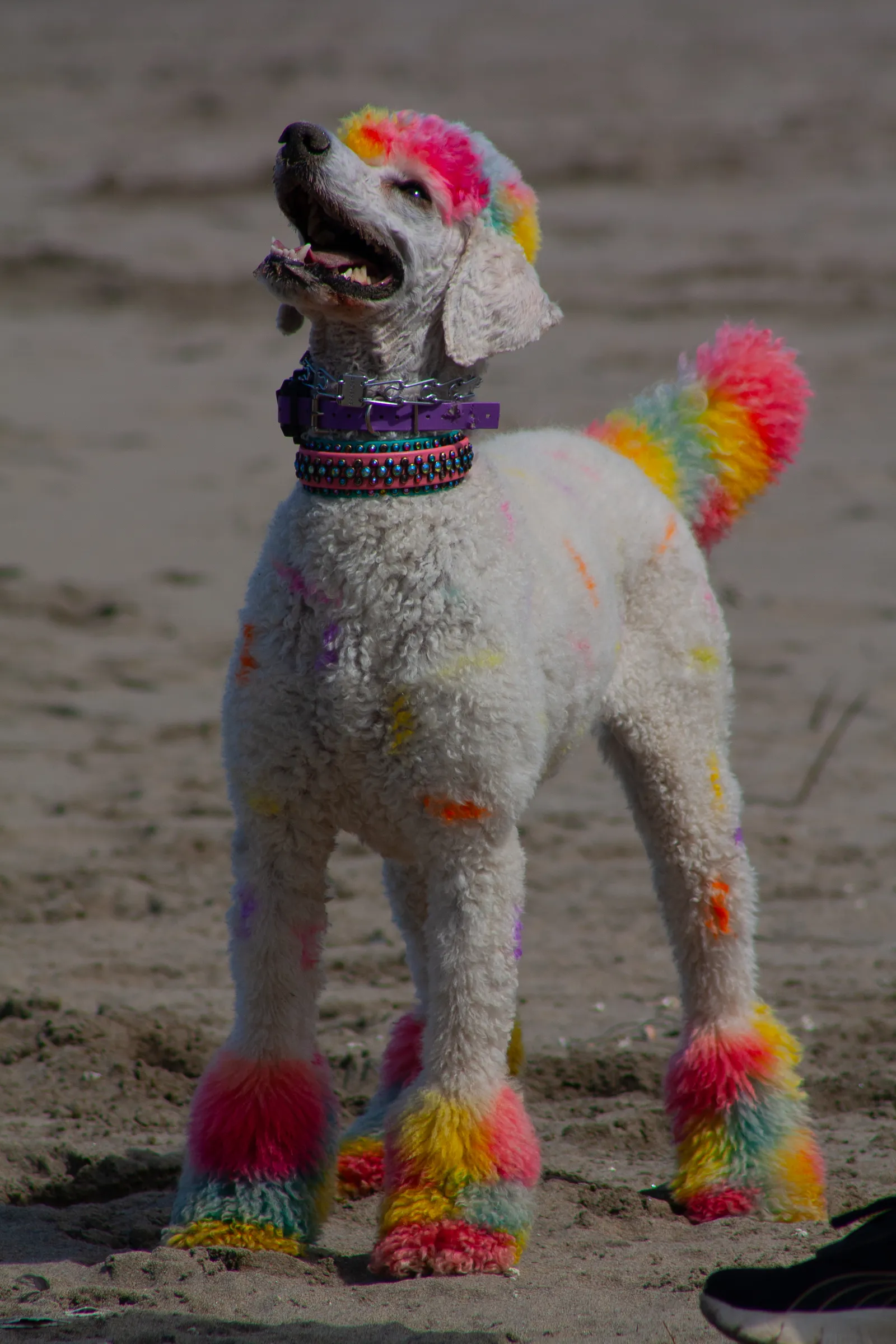 Fort Funston — IMG 0051