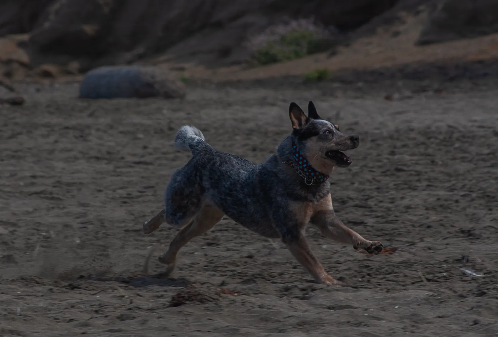 Fort Funston — IMG 0059