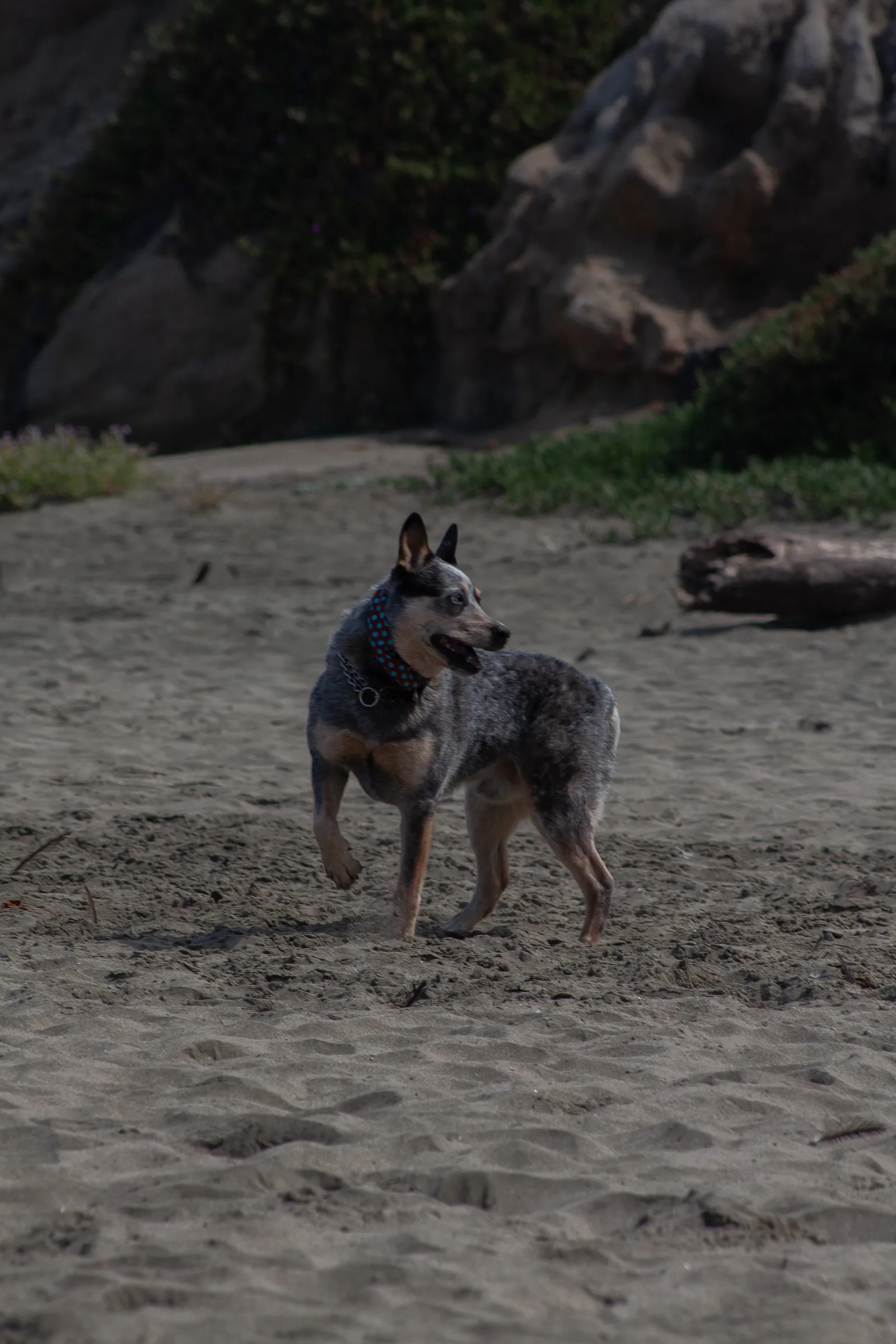 Fort Funston — IMG 0061