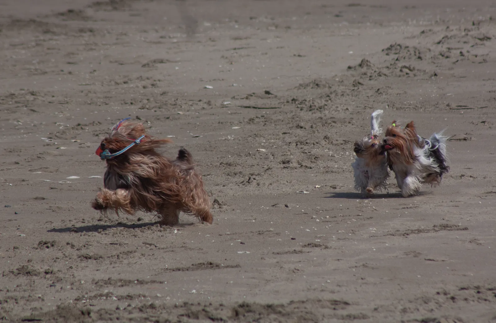 Fort Funston — IMG 0118