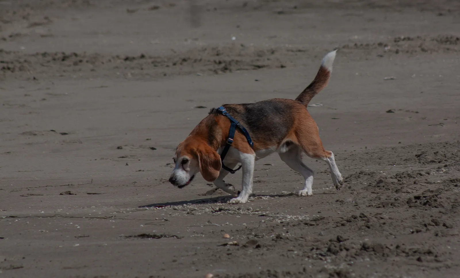 Fort Funston — IMG 0133