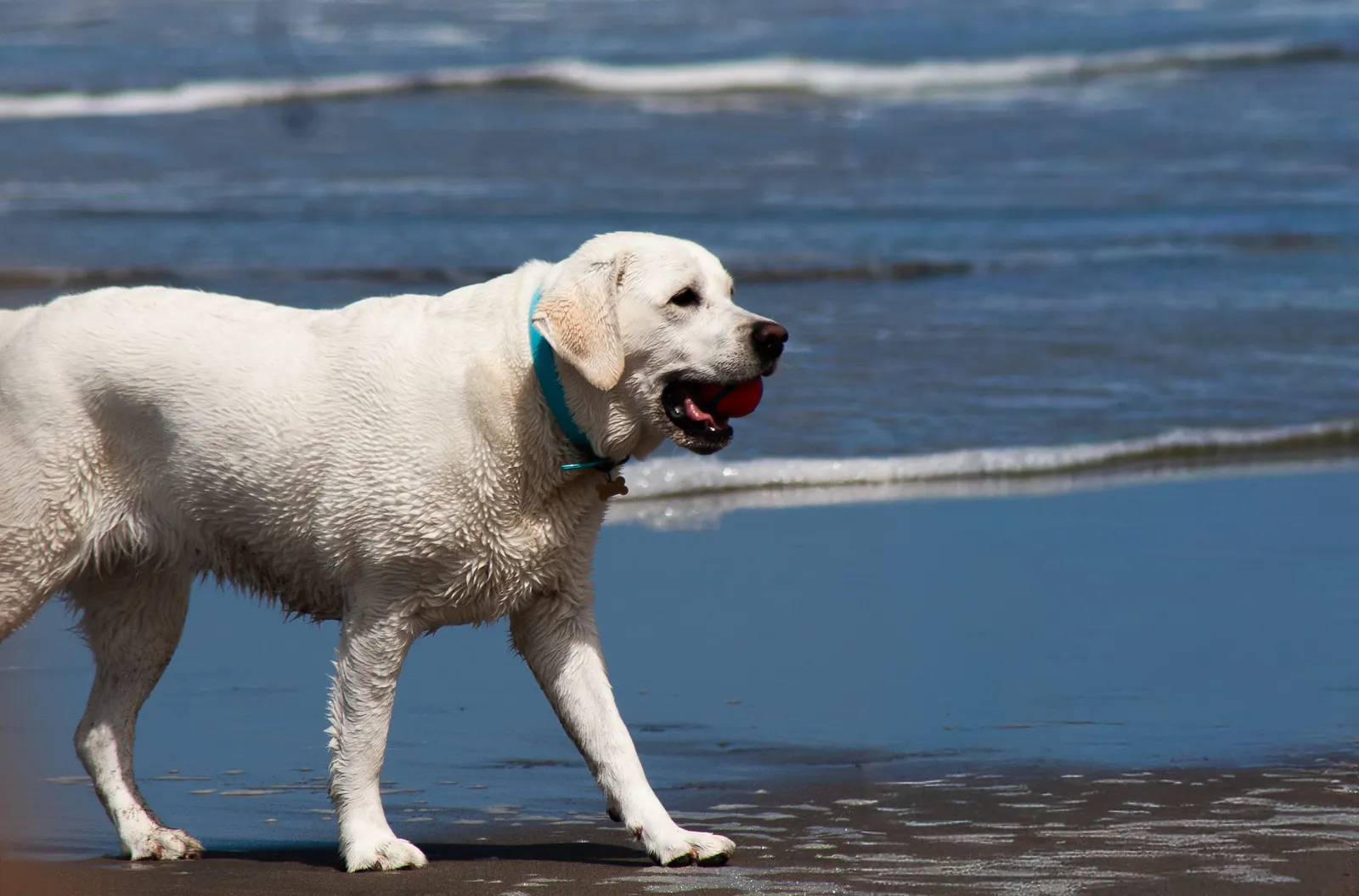 Fort Funston — IMG 0138