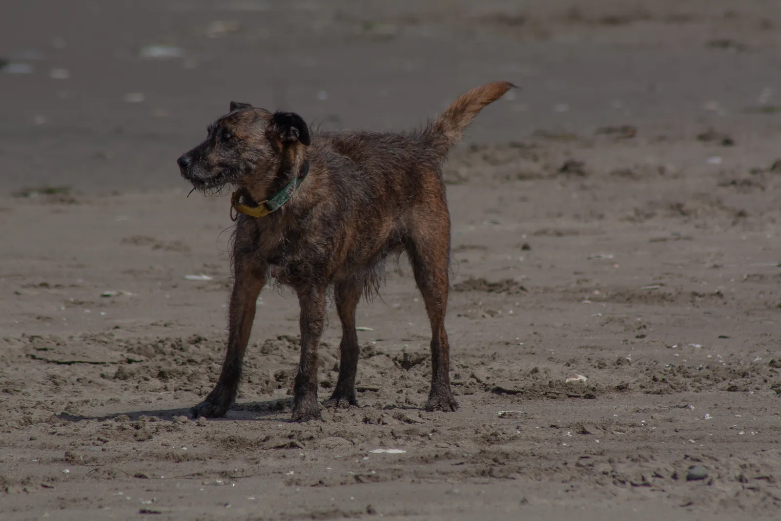 Fort Funston — IMG 0157
