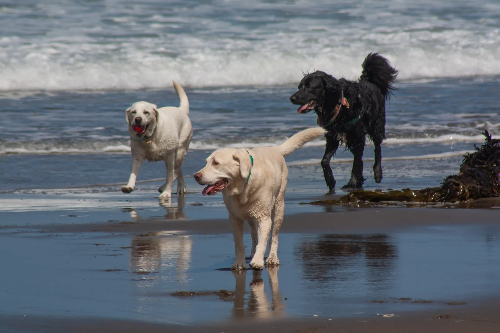 Fort Funston — IMG 0160