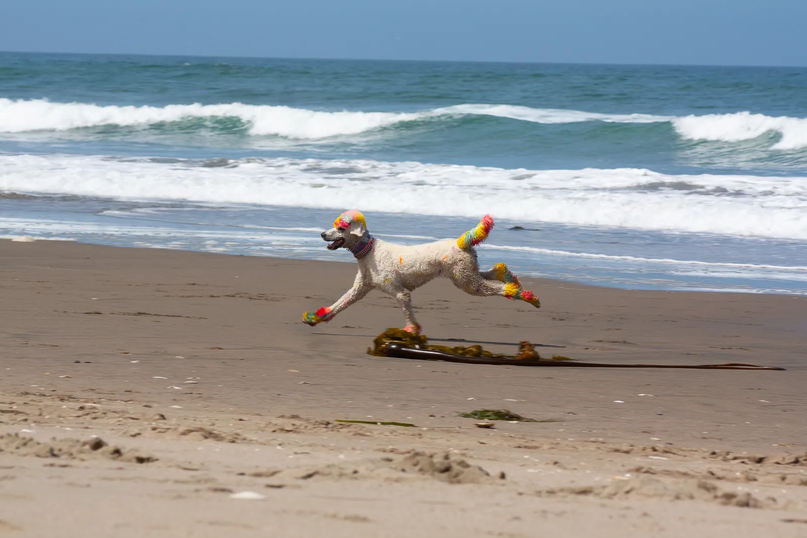 Fort Funston — IMG 0164