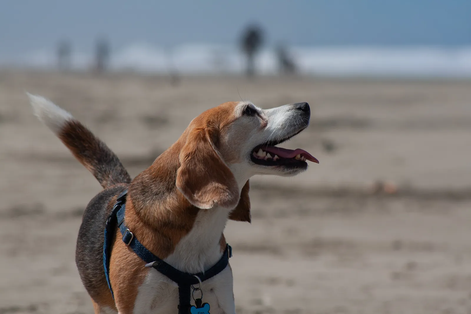 Fort Funston — IMG 0172