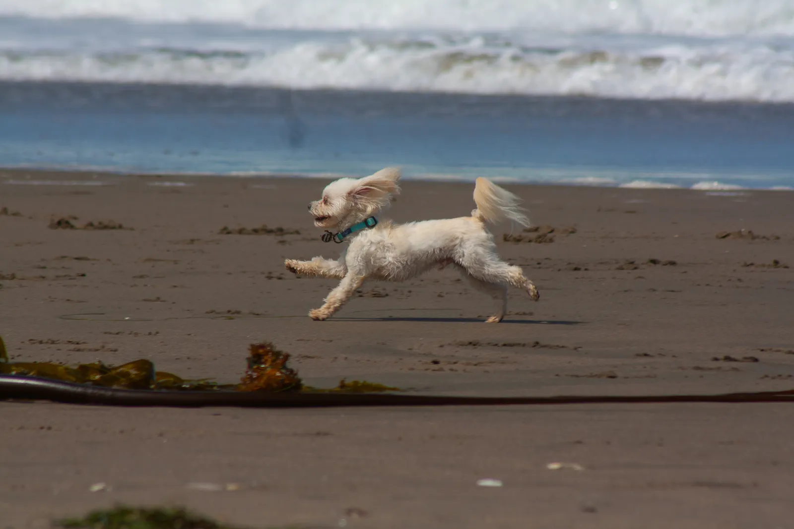 Fort Funston — IMG 0198