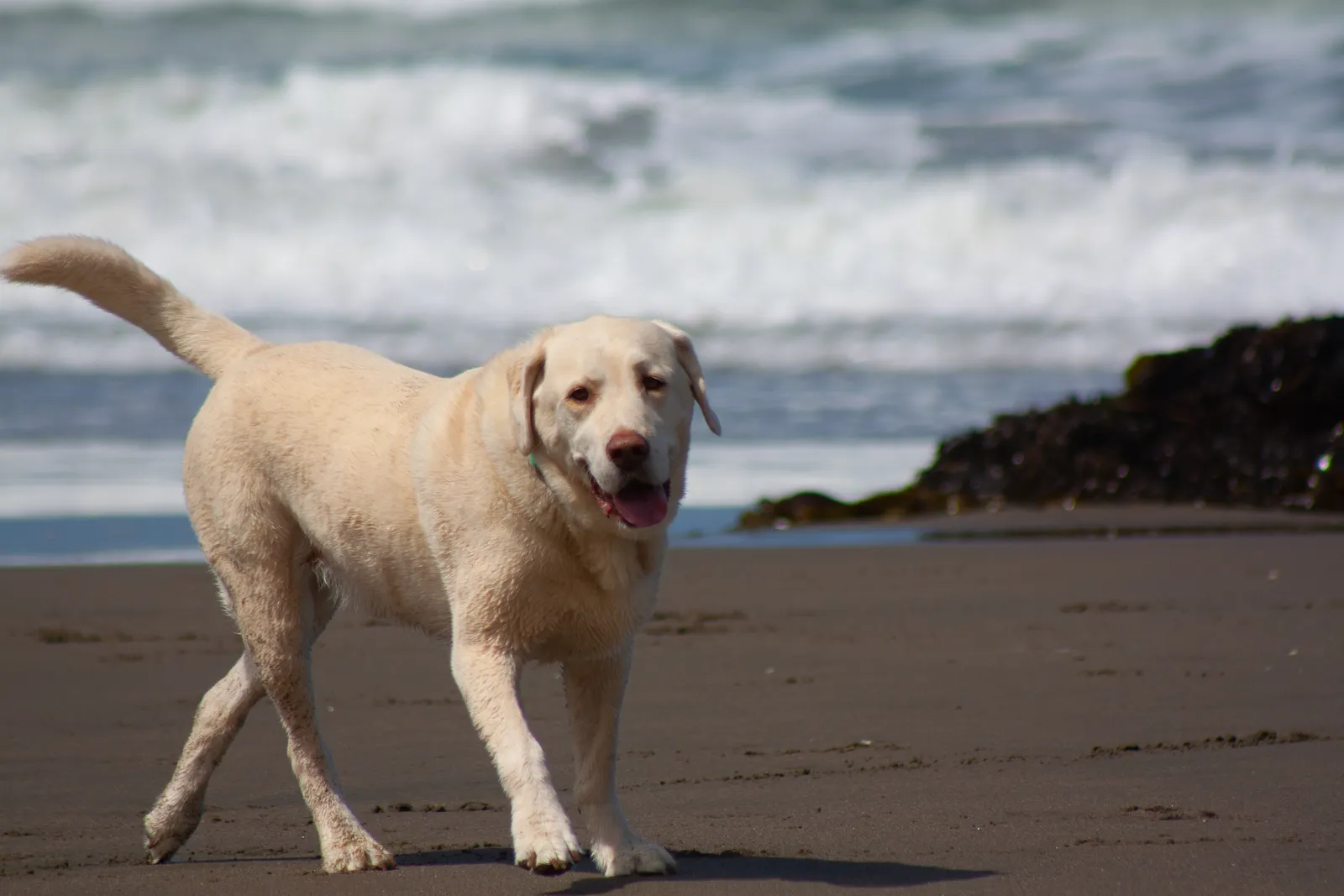 Fort Funston — IMG 0199