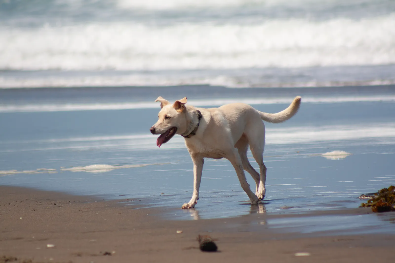 Fort Funston — IMG 0214