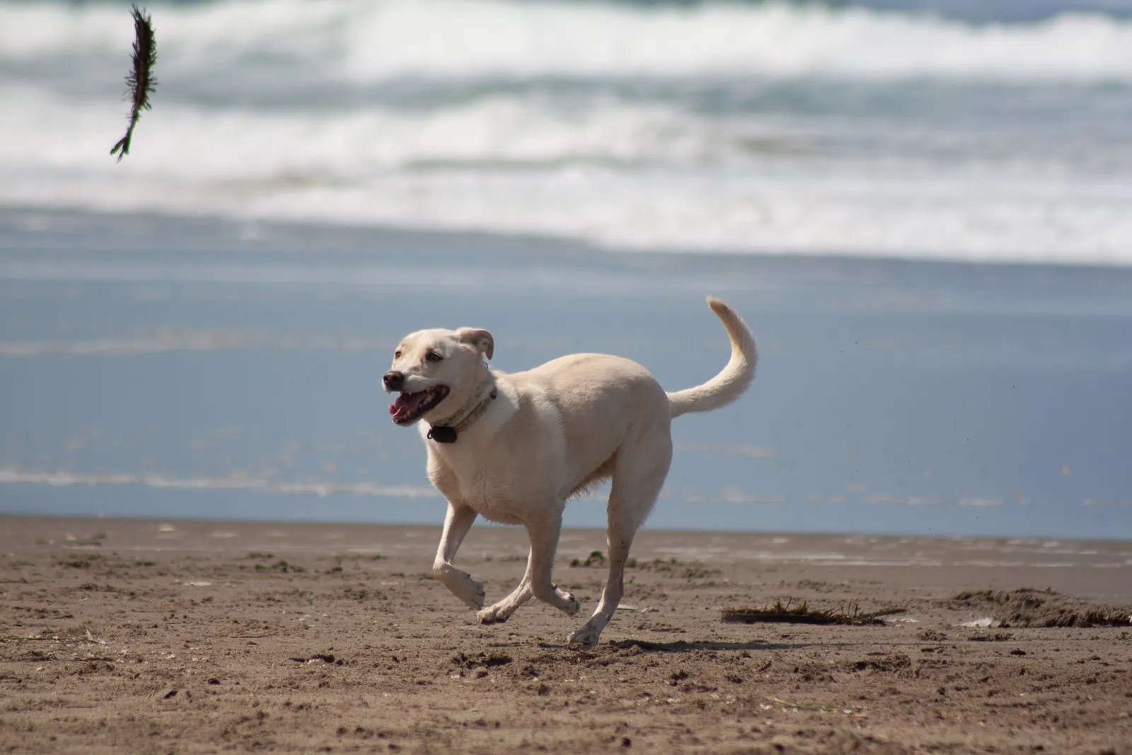 Fort Funston — IMG 0238