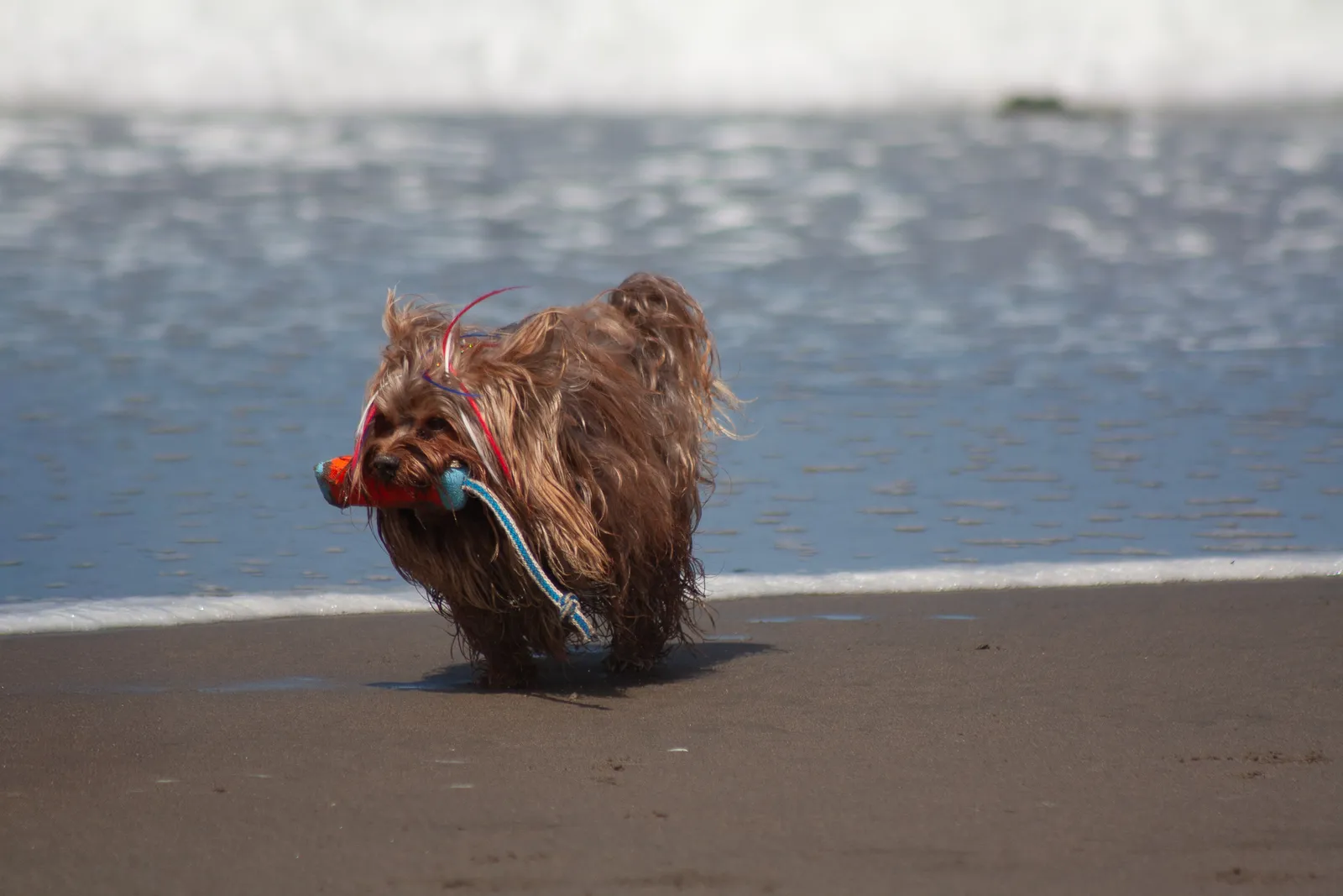 Fort Funston — IMG 0241