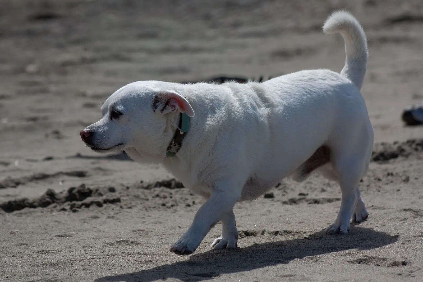 Fort Funston — IMG 0247