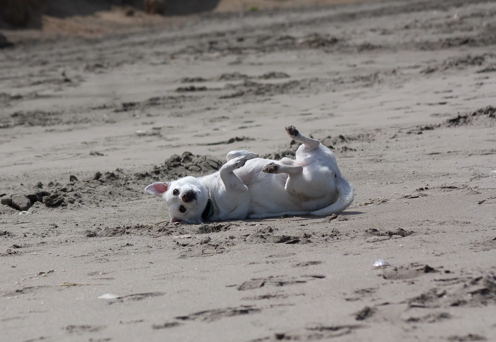 Fort Funston — IMG 0253