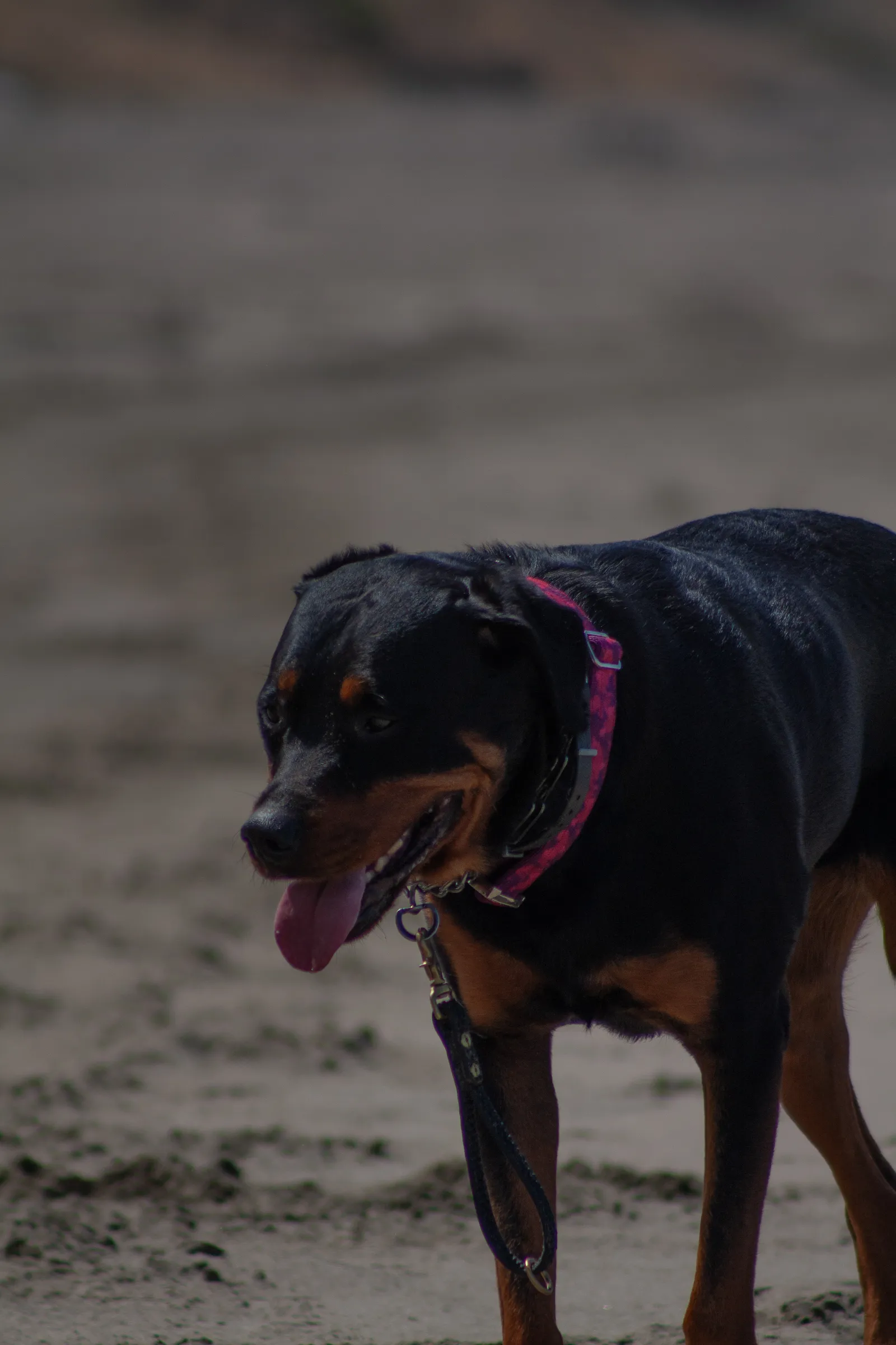 Fort Funston — IMG 0280
