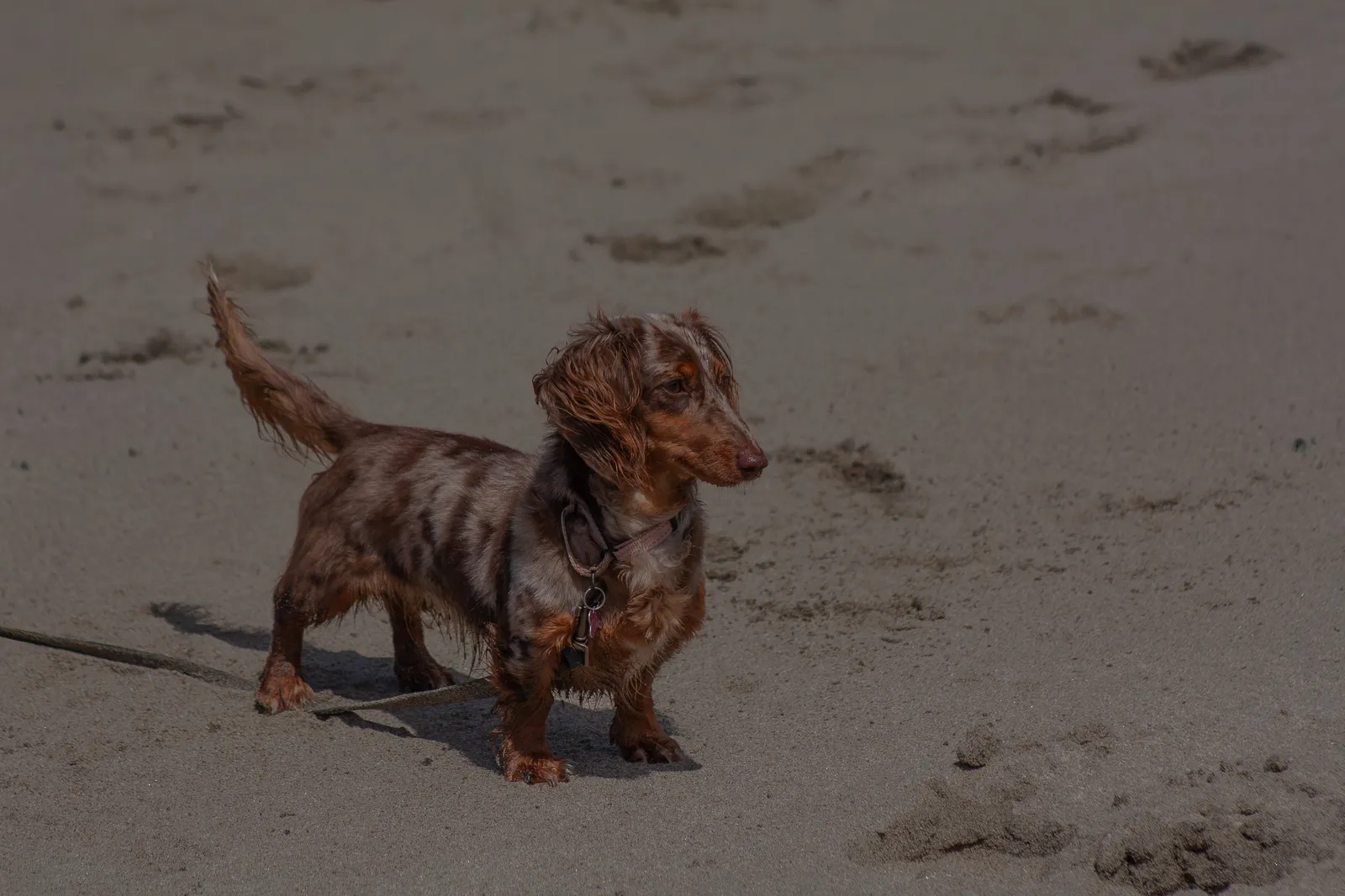 Fort Funston — IMG 0298