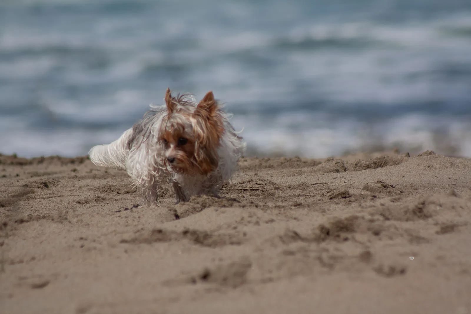 Fort Funston — IMG 0347