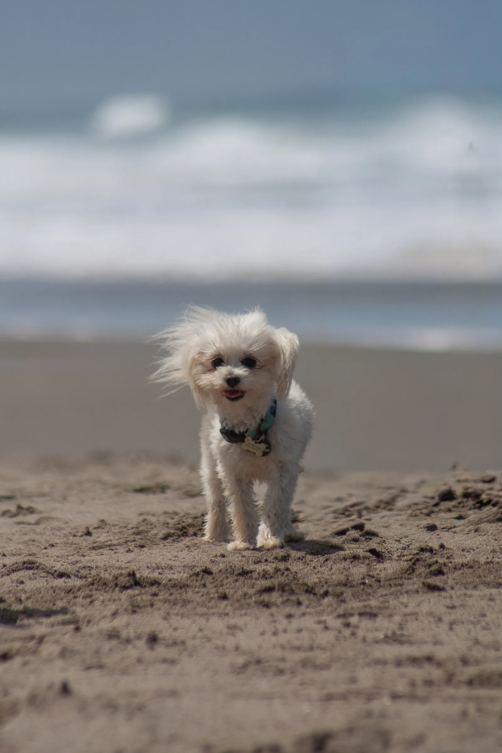 Fort Funston — IMG 0440