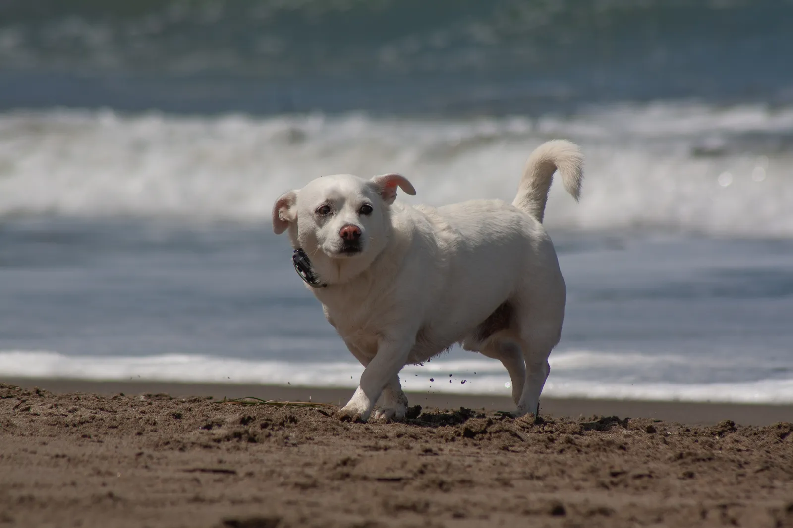 Fort Funston — IMG 0469