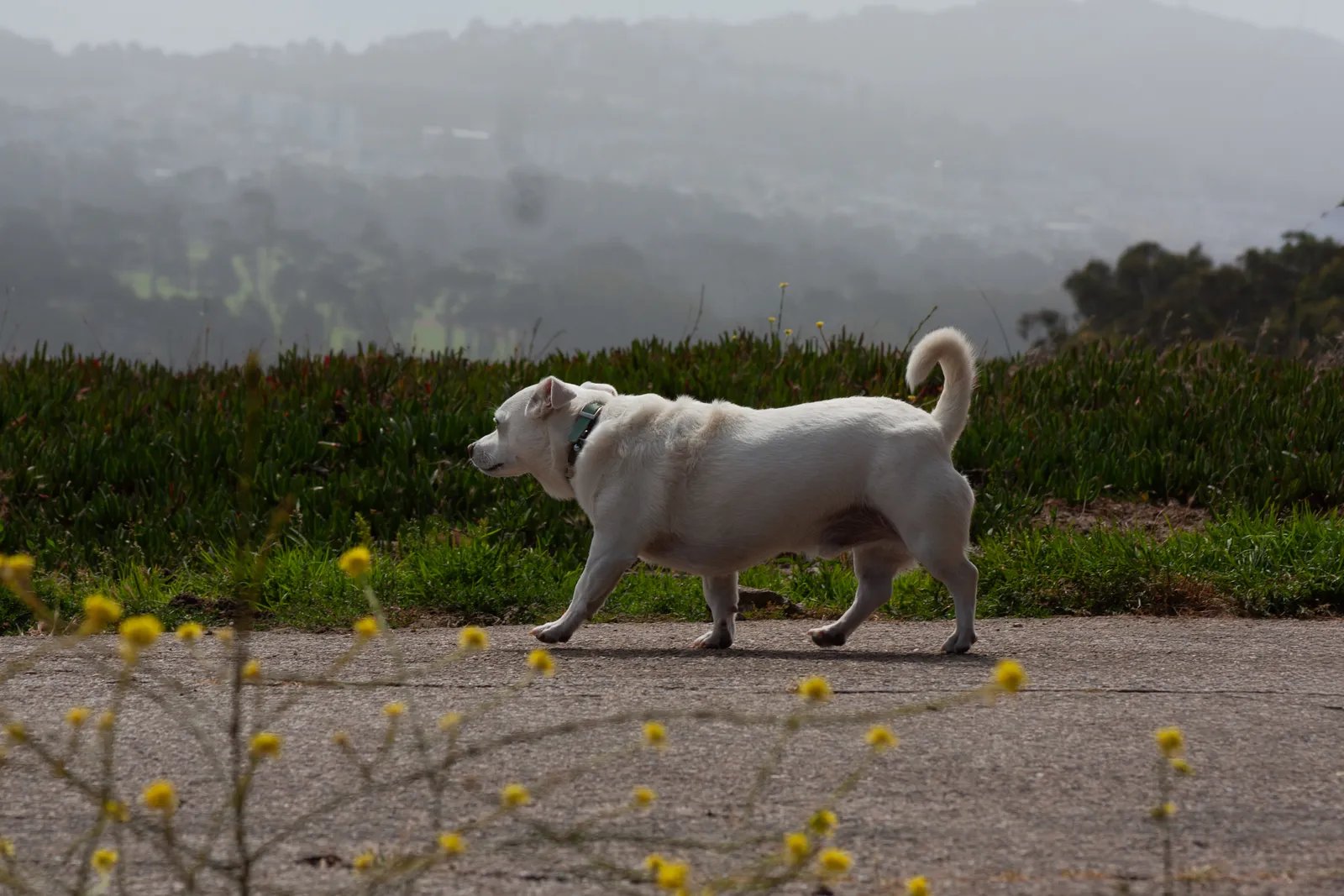 Fort Funston — IMG 9959