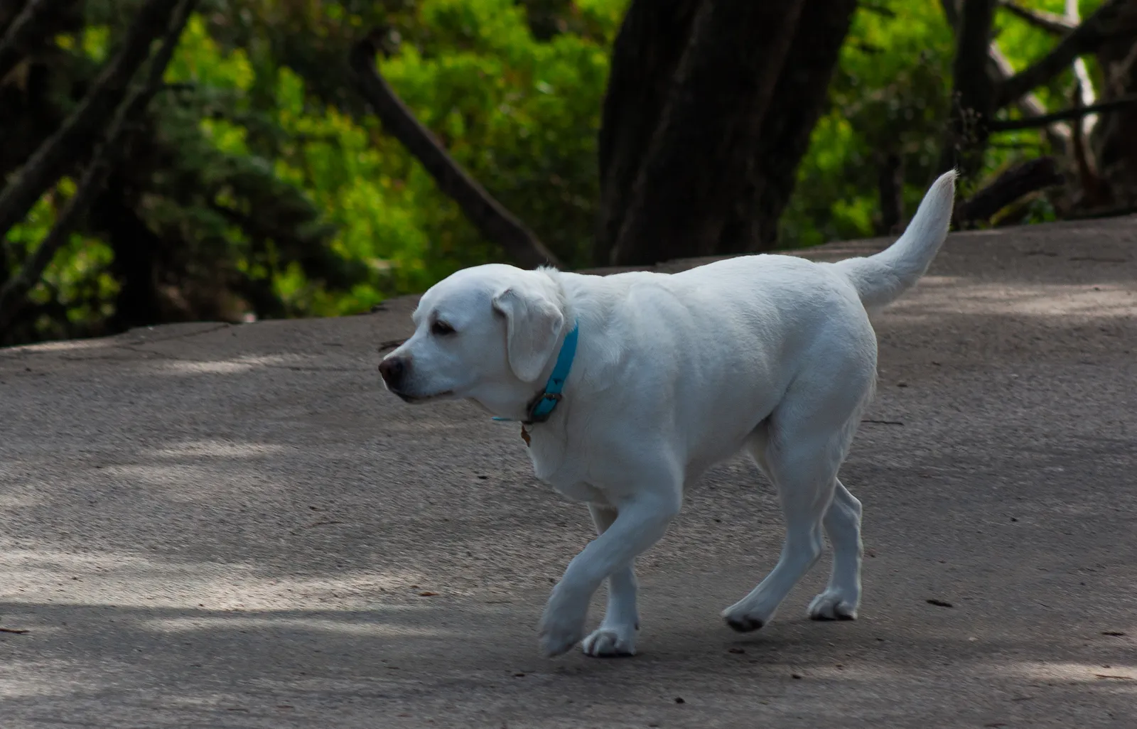 Fort Funston — IMG 9970